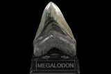 Serrated, Fossil Megalodon Tooth - South Carolina #129447-2